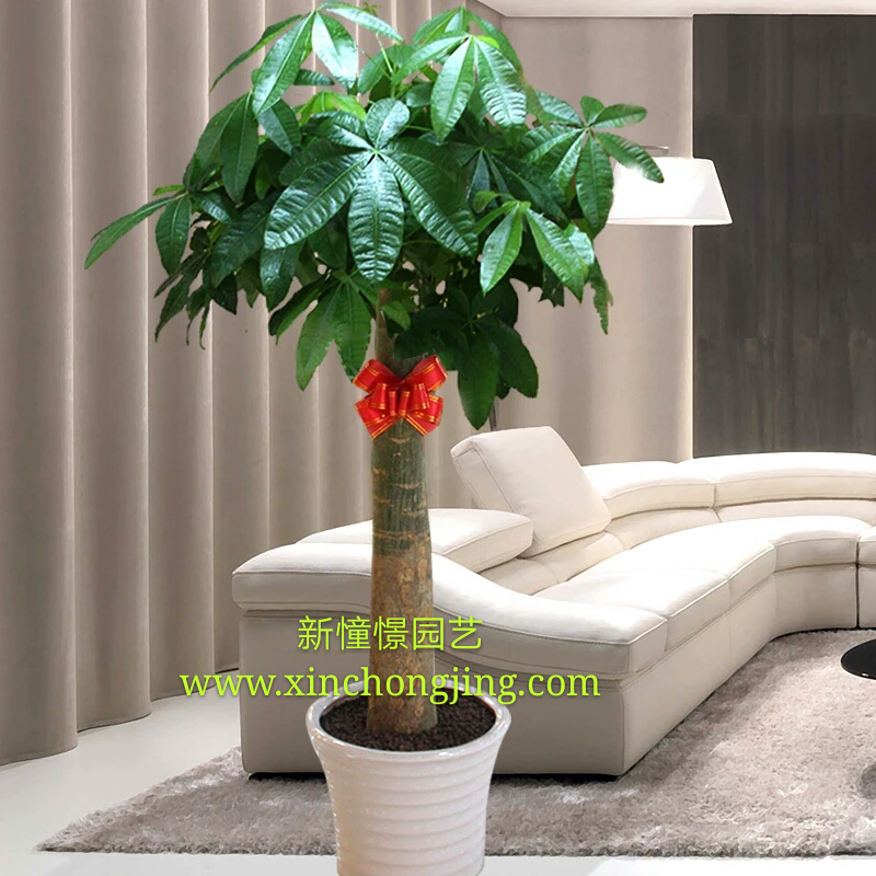 單干獨(dú)桿單桿發(fā)財(cái)王發(fā)財(cái)樹大型盆栽綠植物辦公室內(nèi)開業(yè)送禮